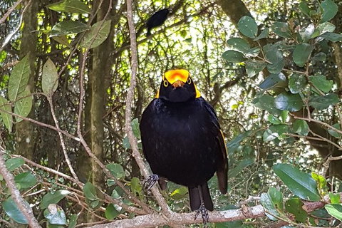 Limited Group Gold Coast Lamington National Park Tour - Accommodation Fremantle 2