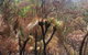 Limited Group Gold Coast Lamington National Park Tour - thumb 4