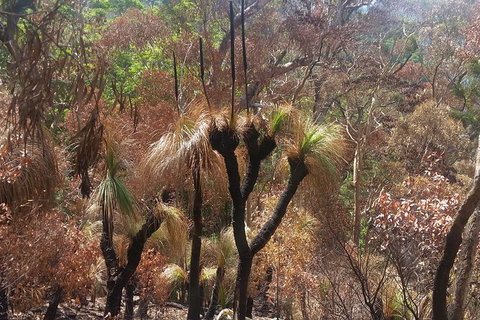 Limited Group Gold Coast Lamington National Park Tour - Accommodation Fremantle 4