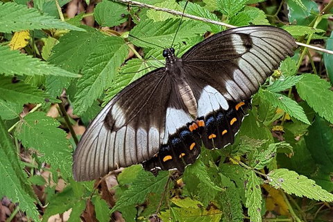 Limited Group Gold Coast Lamington National Park Tour - Accommodation Fremantle 3