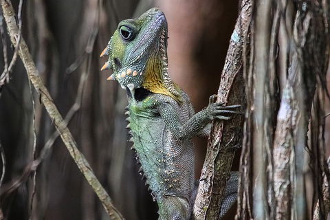 Mossman Gorge Adventure Day - Accommodation Fremantle 3