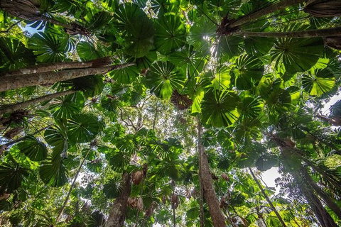 5 Day Australia Retreat: Queensland Daintree - Accommodation Fremantle 4
