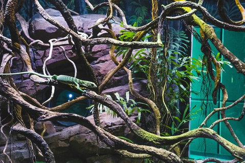 Cairns Aquarium By Twilight With 3 Course Dinner - Accommodation Fremantle 8