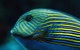 Cairns Aquarium By Twilight With 3 Course Dinner - thumb 4