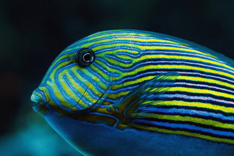 Cairns Aquarium By Twilight With 3 Course Dinner - Accommodation Fremantle 4