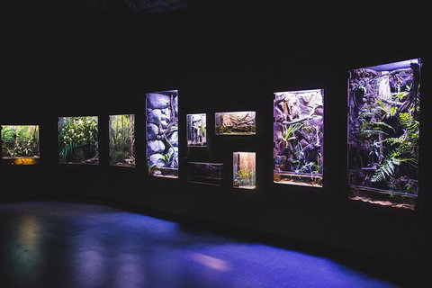 Cairns Aquarium By Twilight With 3 Course Dinner - Accommodation Fremantle 3