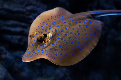 Cairns Aquarium By Twilight With 3 Course Dinner - Accommodation Fremantle 2