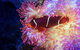 Cairns Aquarium Tour By Twilight With Drink And Appetiser - thumb 2