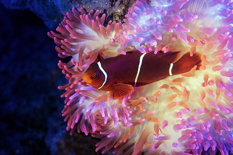 Cairns Aquarium Tour By Twilight With Drink And Appetiser - Accommodation Fremantle 2