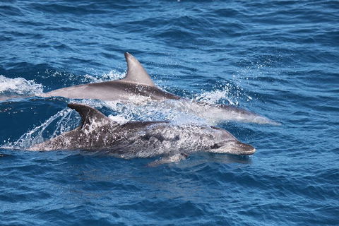 Sandy Straits Scenic & Wildlife Cruise - Accommodation Fremantle 1