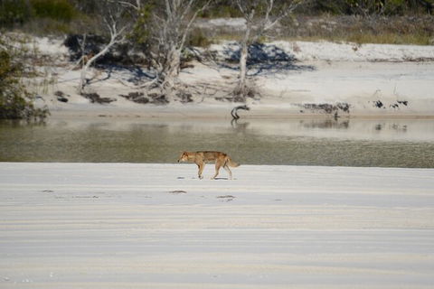 Sandy Straits Scenic & Wildlife Cruise - Accommodation Fremantle 10