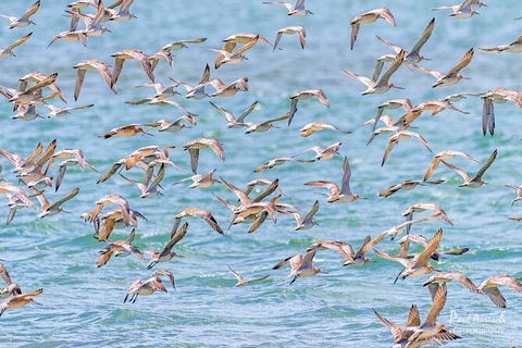 Sandy Straits Scenic & Wildlife Cruise - Accommodation Fremantle 4