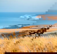2-Day Kangaroo Island Safari from Adelaide - Accommodation Fremantle