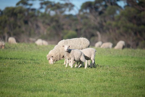Fine Flavours - Full Day Kangaroo Island Food & Wine Tour - Accommodation Fremantle 9