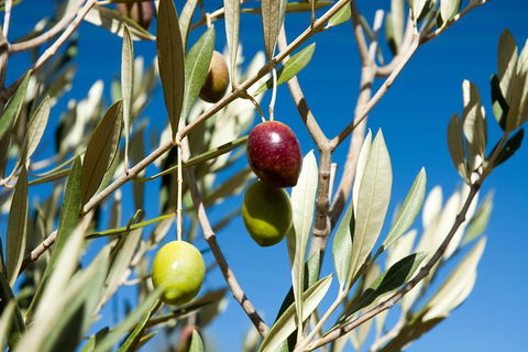 Fine Flavours - Full Day Kangaroo Island Food & Wine Tour - Accommodation Fremantle 3