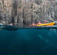 Tasman Peninsula full day kayaking tour - Accommodation Fremantle