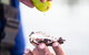 Full Day Tour Hobart: East Coast Classic Wine, Beach, Oysters, Seafood & Berries - thumb 18