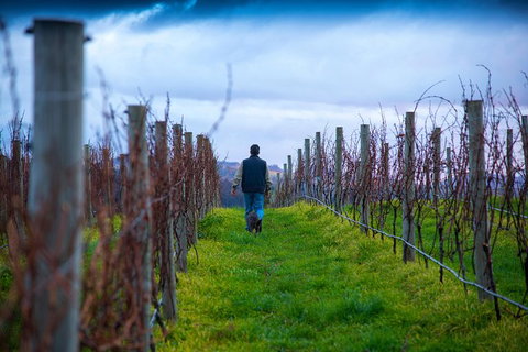 Full Day Tour Hobart: Port Arthur McHenry Gins Bangor Vineyard Wines + Oysters - Accommodation Fremantle 26
