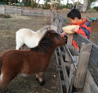 Feed/play with animals and Kayak during hobby farm tour - Accommodation Fremantle