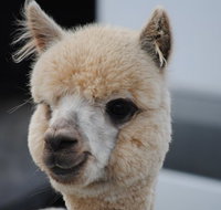 Alpaca Farm Tours with Toffeemont - Accommodation Fremantle