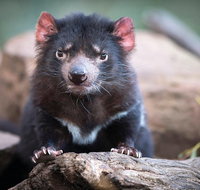 Cruise Ship Special from Hobart Richmond and Bonorong Wildlife Park Shuttle - Accommodation Fremantle