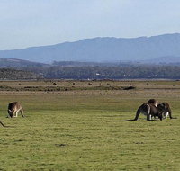 Spend a day in one of Tasmania's best wildlife National Park's - Accommodation Fremantle