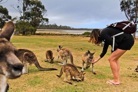 4-Day Fabulous Tasmania Tour: Wineglass Bay, Port Arthur, Devils & Bruny Island - Accommodation Fremantle 5