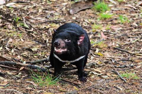 4-Day Fabulous Tasmania Tour: Wineglass Bay, Port Arthur, Devils & Bruny Island - Accommodation Fremantle 4