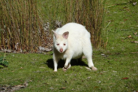 4-Day Fabulous Tasmania Tour: Wineglass Bay, Port Arthur, Devils & Bruny Island - Accommodation Fremantle 2