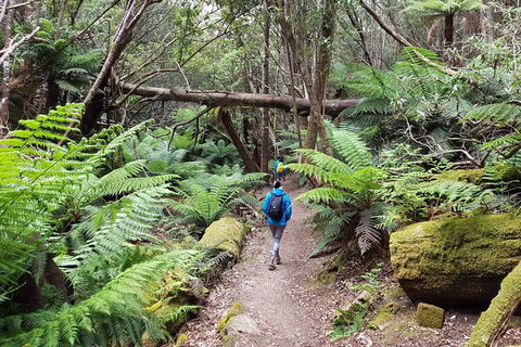 Mt. Wellington Morning Hike + Afternoon Beer & History Walk - Accommodation Fremantle 7