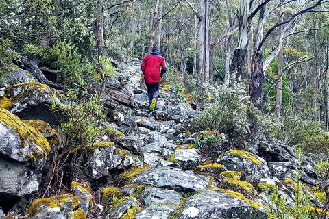 Mt. Wellington Morning Hike + Afternoon Beer & History Walk - Accommodation Fremantle 8