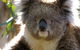 Melbourne Super Saver: Great Ocean Road + Phillip Island + Attraction Pass - thumb 2