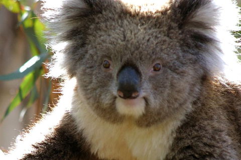 Melbourne Super Saver: Great Ocean Road + Phillip Island + Attraction Pass - Accommodation Fremantle 2