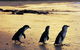 Melbourne Super Saver: Great Ocean Road + Phillip Island + Attraction Pass - thumb 4