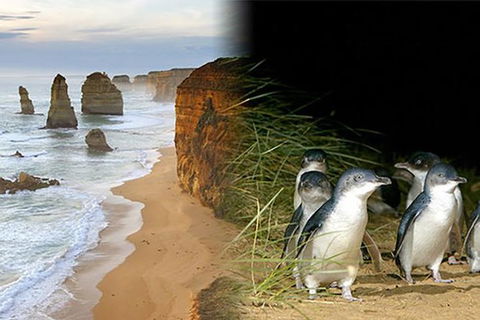 Melbourne Super Saver: Great Ocean Road + Phillip Island + Attraction Pass - Accommodation Fremantle 0