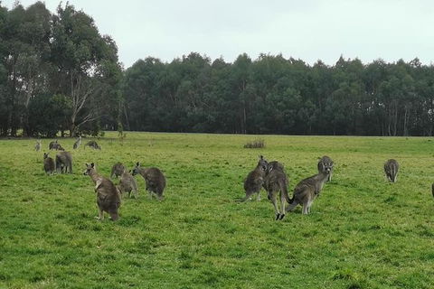 Melbourne Combo: Half-Day Sightseeing Tour And Great Ocean Road Day Trip - Accommodation Fremantle 5
