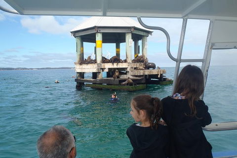 Sailing Cruise With Seals - Accommodation Fremantle 0