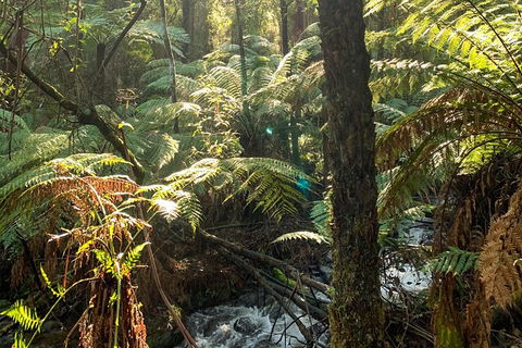 Hiking Tour To Aqueduct And Warburton Valley Lookout - Accommodation Fremantle 3