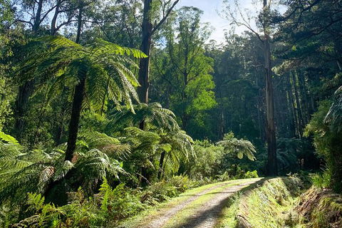 Hiking Tour To Aqueduct And Warburton Valley Lookout - Accommodation Fremantle 1