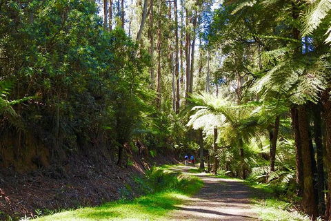 Half-Day Biking Activity From Aqueduct To California Redwoods - Accommodation Fremantle 2