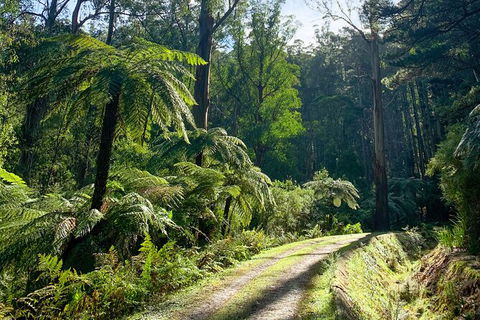 Half-Day Biking Activity From Aqueduct To California Redwoods - Accommodation Fremantle 1