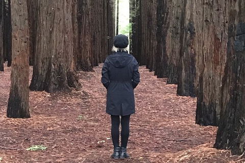 Half-Day Biking Activity From Aqueduct To California Redwoods - Accommodation Fremantle 0