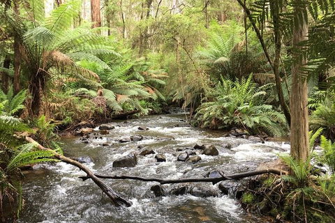 Half-Day Biking Activity From Aqueduct To California Redwoods - Accommodation Fremantle 3