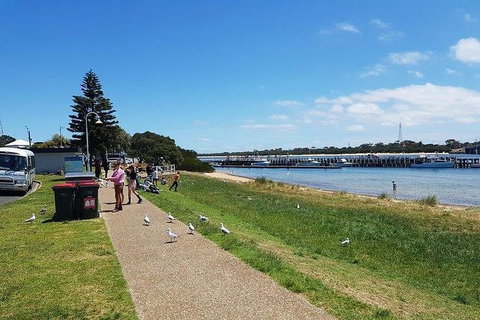 Phillip Island Penguin And Wildlife Tour - Accommodation Fremantle 25