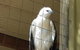 Phillip Island Penguin And Wildlife Tour - thumb 21