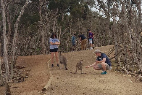 Phillip Island Penguin And Wildlife Tour - Accommodation Fremantle 34