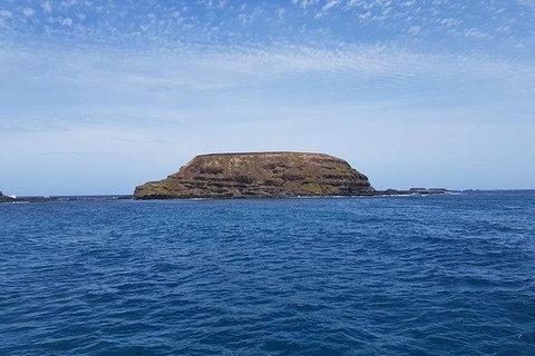 Phillip Island Penguin And Wildlife Tour - Accommodation Fremantle 17
