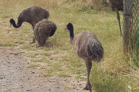 Phillip Island Penguin And Wildlife Tour - Accommodation Fremantle 32