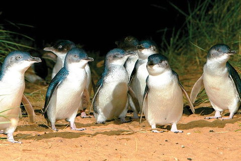 Phillip Island Penguin And Wildlife Tour - Accommodation Fremantle 0
