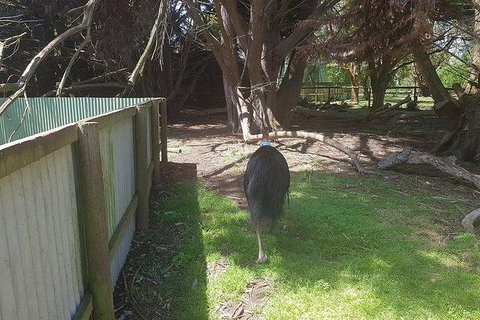 Phillip Island Penguin And Wildlife Tour - Accommodation Fremantle 5